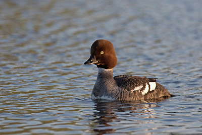 BUITEN BEELD Foto: 303795