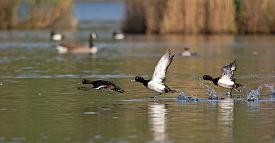 BUITEN BEELD Foto: 303797
