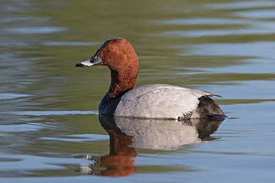 BUITEN BEELD Foto: 303802