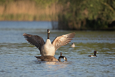 BUITEN BEELD Foto: 303803