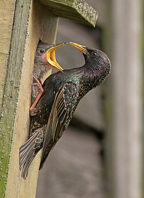 BUITEN BEELD Foto: 303805
