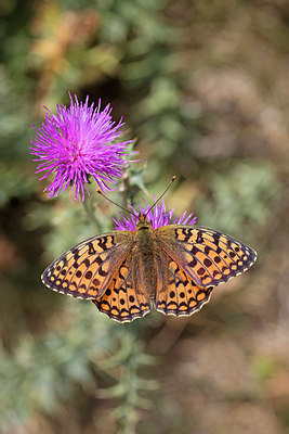 BUITEN BEELD Foto: 303974