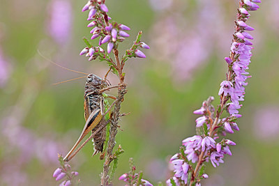 BUITEN BEELD Foto: 303975