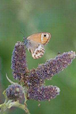 BUITEN BEELD Foto: 303993