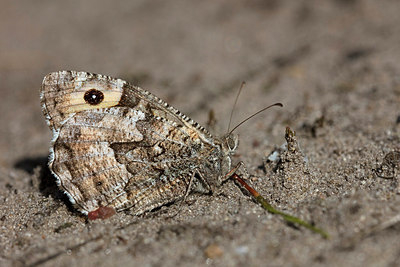 BUITEN BEELD Foto: 304020