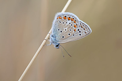 BUITEN BEELD Foto: 304022