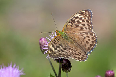 BUITEN BEELD Foto: 304024