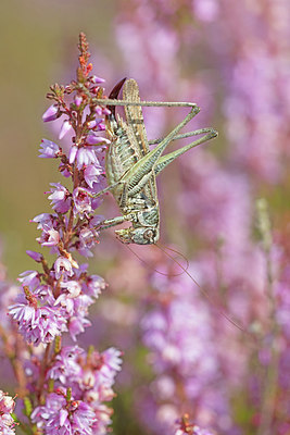 BUITEN BEELD Foto: 304028