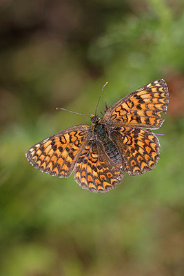 BUITEN BEELD Foto: 304029