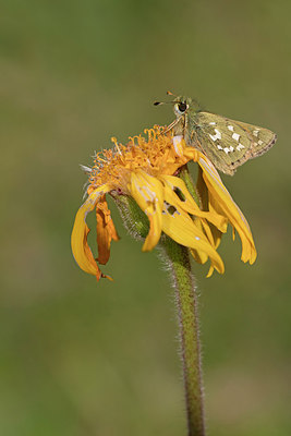 BUITEN BEELD Foto: 304031