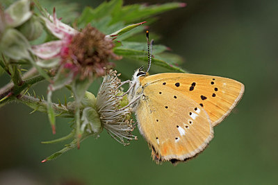 BUITEN BEELD Foto: 304034