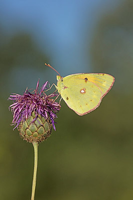 BUITEN BEELD Foto: 304036