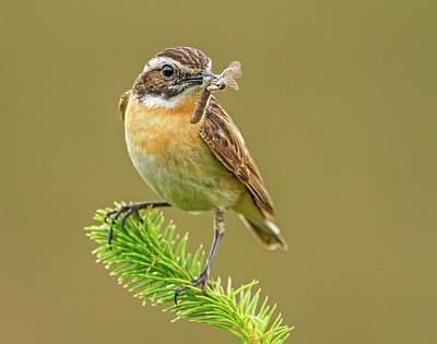 BUITEN BEELD Foto: 304046