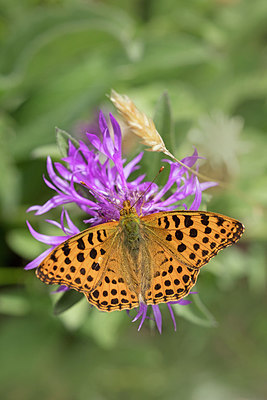 BUITEN BEELD Foto: 304049