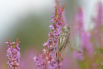 BUITEN BEELD Foto: 304050