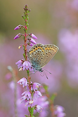 BUITEN BEELD Foto: 304053