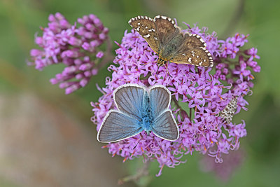 BUITEN BEELD Foto: 304054