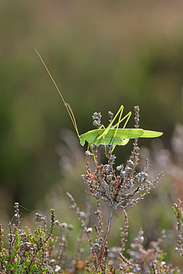 BUITEN BEELD Foto: 304055