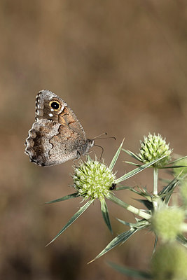 BUITEN BEELD Foto: 304059