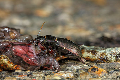BUITEN BEELD Foto: 304062