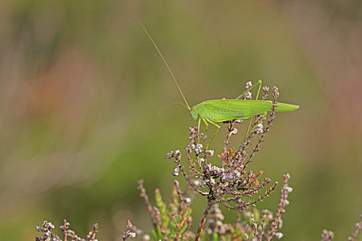 BUITEN BEELD Foto: 304064