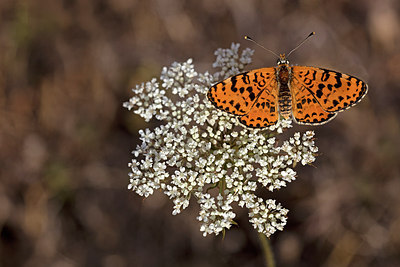 BUITEN BEELD Foto: 304068
