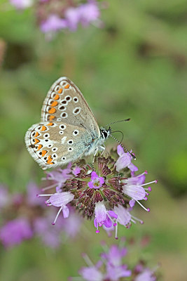 BUITEN BEELD Foto: 304069
