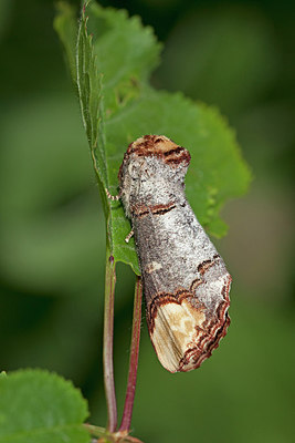 BUITEN BEELD Foto: 304073
