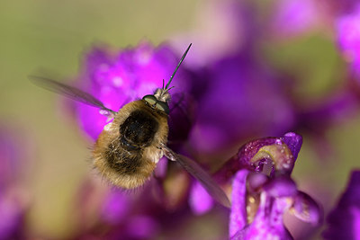 BUITEN BEELD Foto: 304081