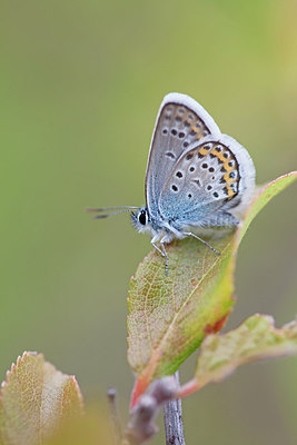 BUITEN BEELD Foto: 304083