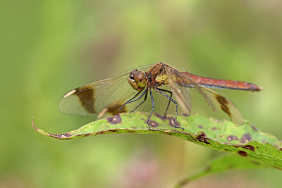 BUITEN BEELD Foto: 304087