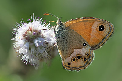 BUITEN BEELD Foto: 304092