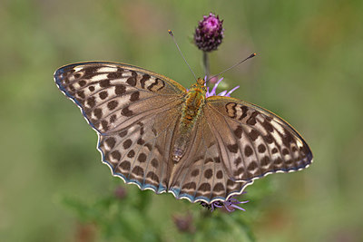 BUITEN BEELD Foto: 304102