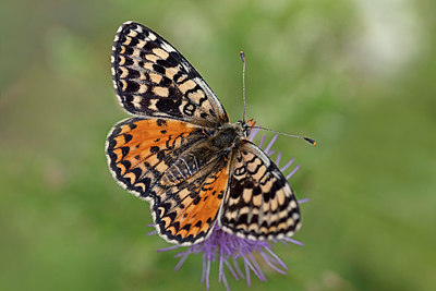 BUITEN BEELD Foto: 304111