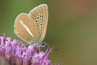 BUITEN BEELD Foto: 304113
