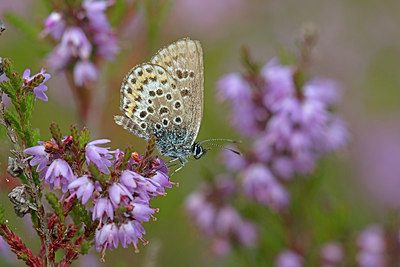 BUITEN BEELD Foto: 304117