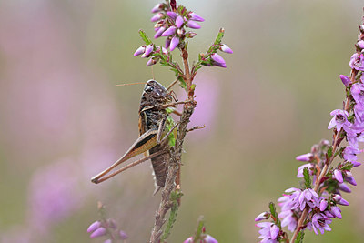 BUITEN BEELD Foto: 304118