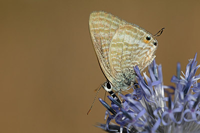 BUITEN BEELD Foto: 304121