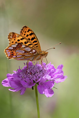BUITEN BEELD Foto: 304122