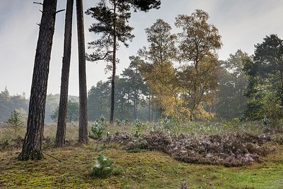 BUITEN BEELD Foto: 304155