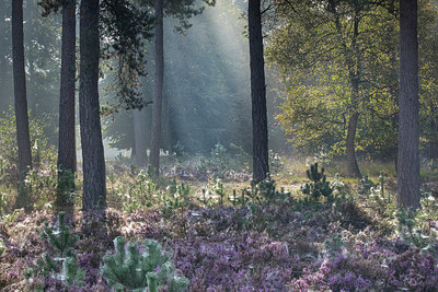BUITEN BEELD Foto: 304158