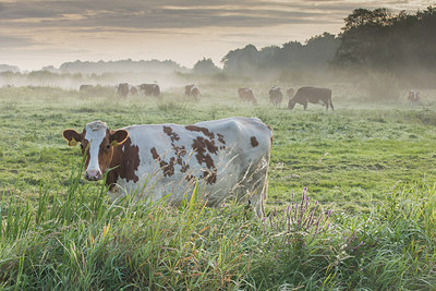 BUITEN BEELD Foto: 304160