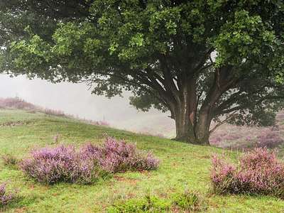 BUITEN BEELD Foto: 304170