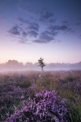 BUITEN BEELD Foto: 304178