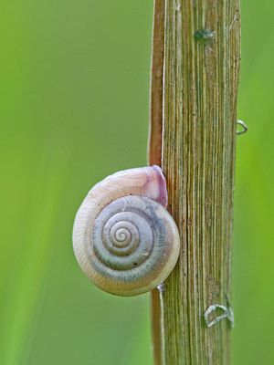 BUITEN BEELD Foto: 304182