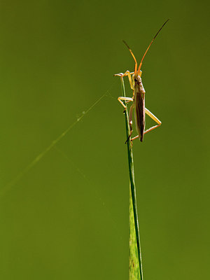 BUITEN BEELD Foto: 304192
