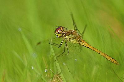 BUITEN BEELD Foto: 304199