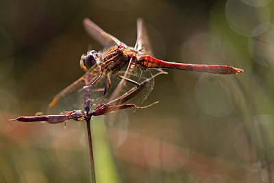 BUITEN BEELD Foto: 304200