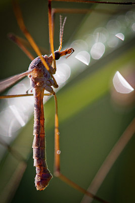 BUITEN BEELD Foto: 304201