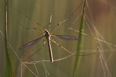 BUITEN BEELD Foto: 304206